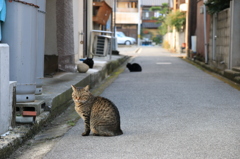 ねこ道