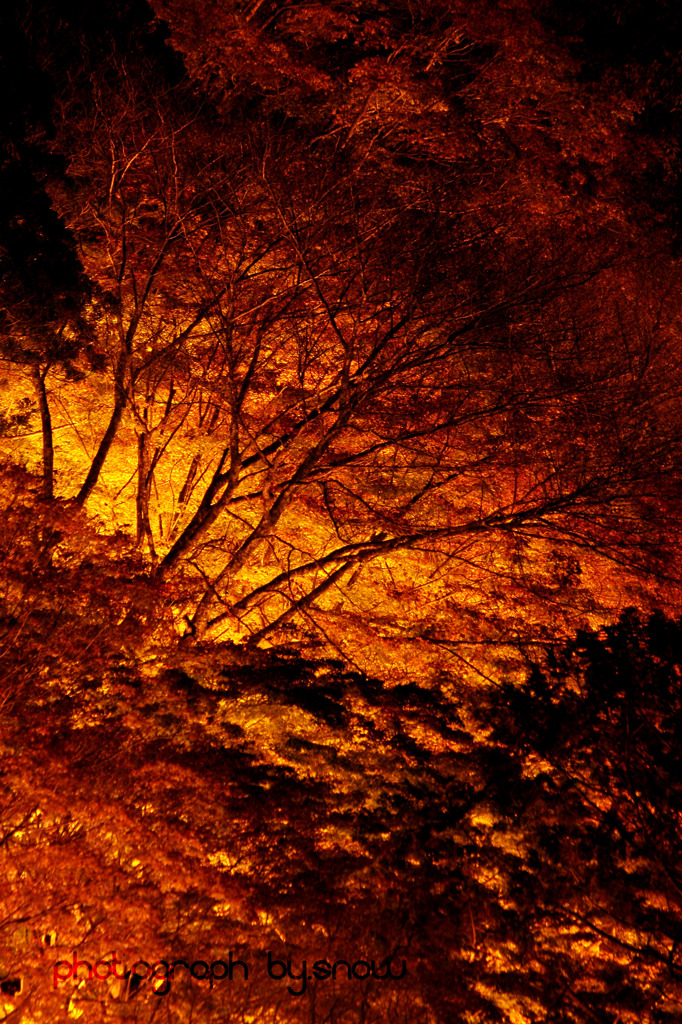 燃える樹々