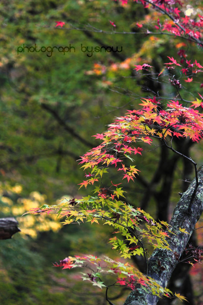 紅葉瀧