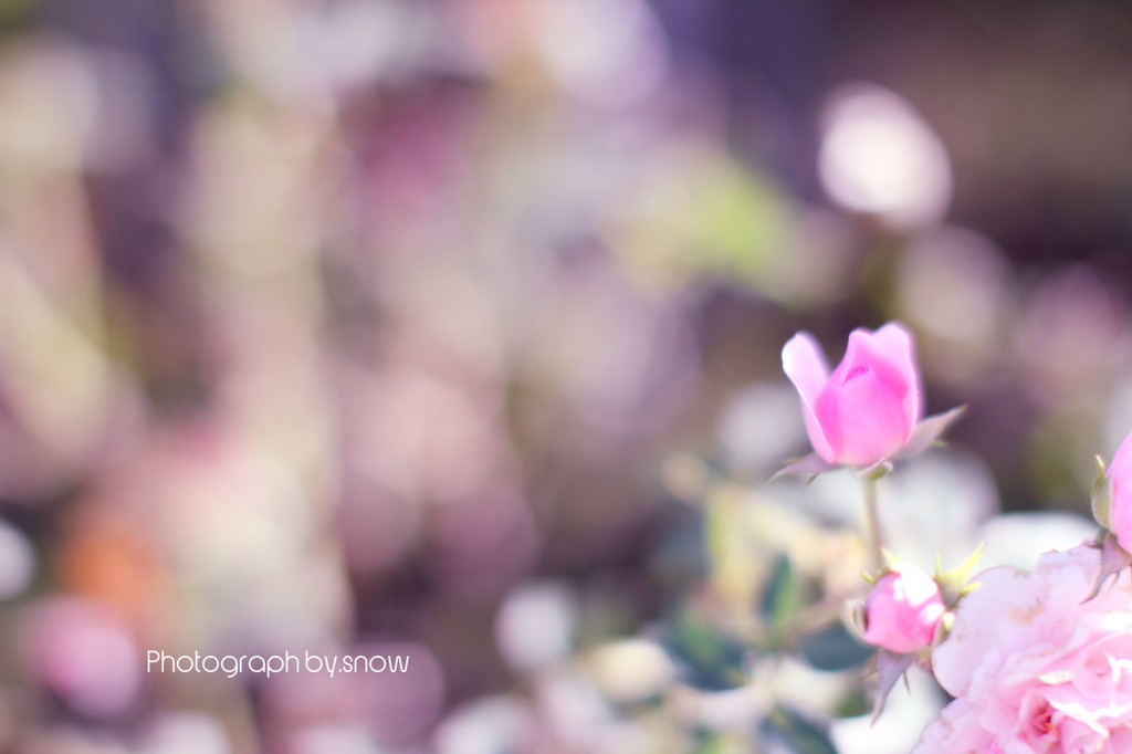 秘密の花園