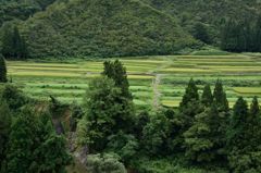 田園を行く只見線