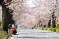 春爛漫ツーリング