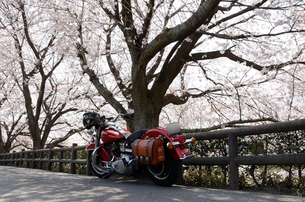 桜とハーレー