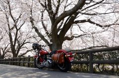 桜とハーレー