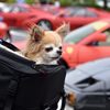 赤い車とバッグのワンちゃん
