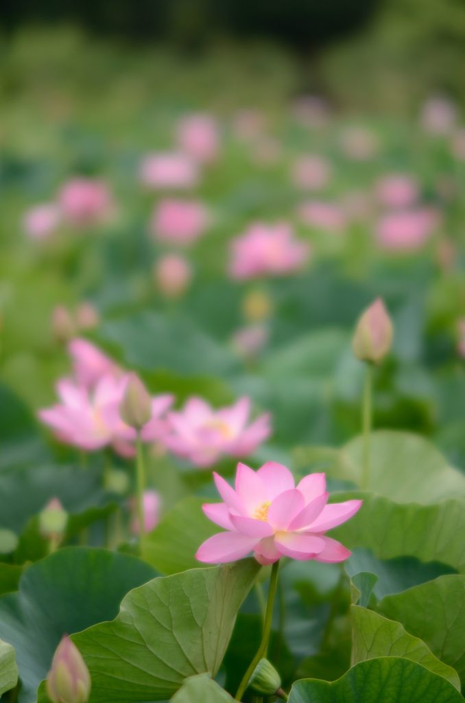 Ancient Lotus