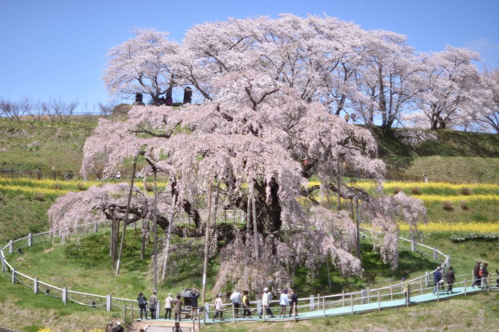 A-N55で綴る福島の桜②