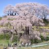 A-N55で綴る福島の桜②