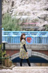 桜の玉川上水