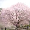 桜の木になろう