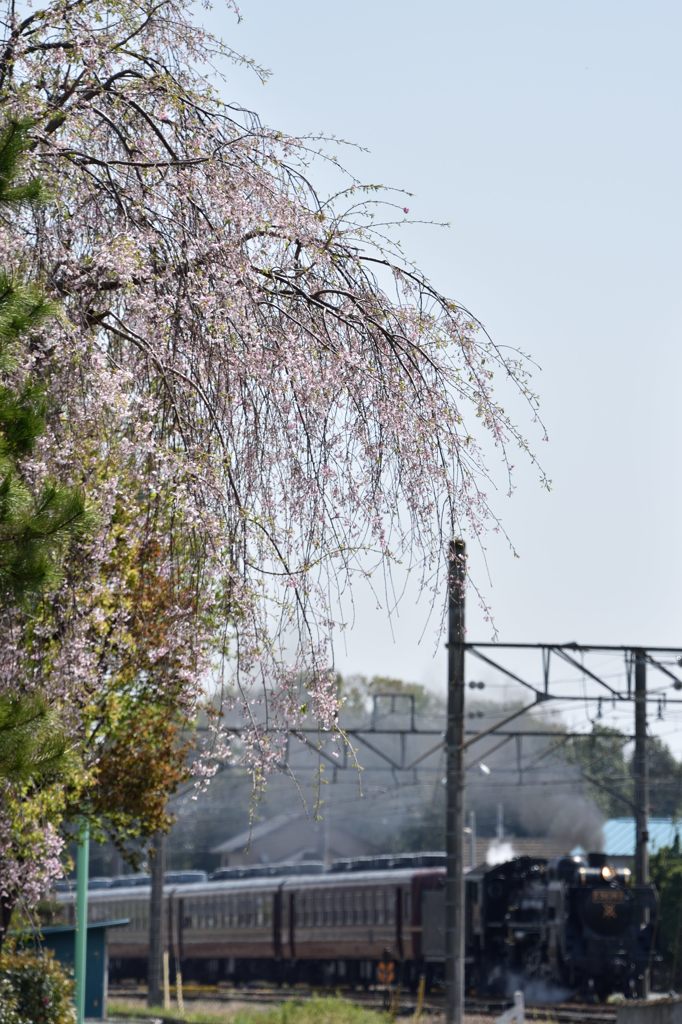 過ぎ去った桜の季節①