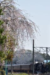 過ぎ去った桜の季節①