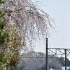 過ぎ去った桜の季節①