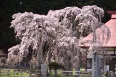A-N55で綴る福島の桜①