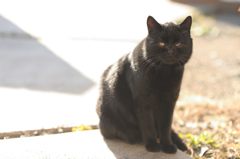 黒猫の日向ぼっこ