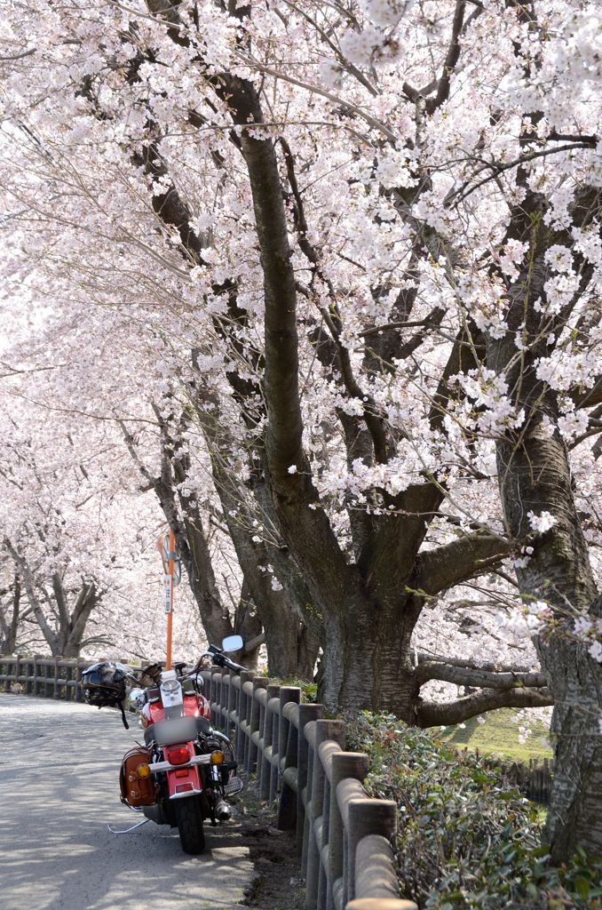 桜咲く川沿いの路