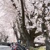 桜咲く川沿いの路