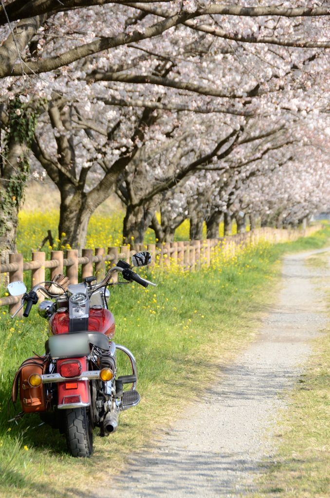 桜の小経