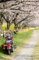 桜の小経