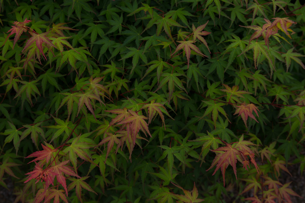 RED to GREEN 2016