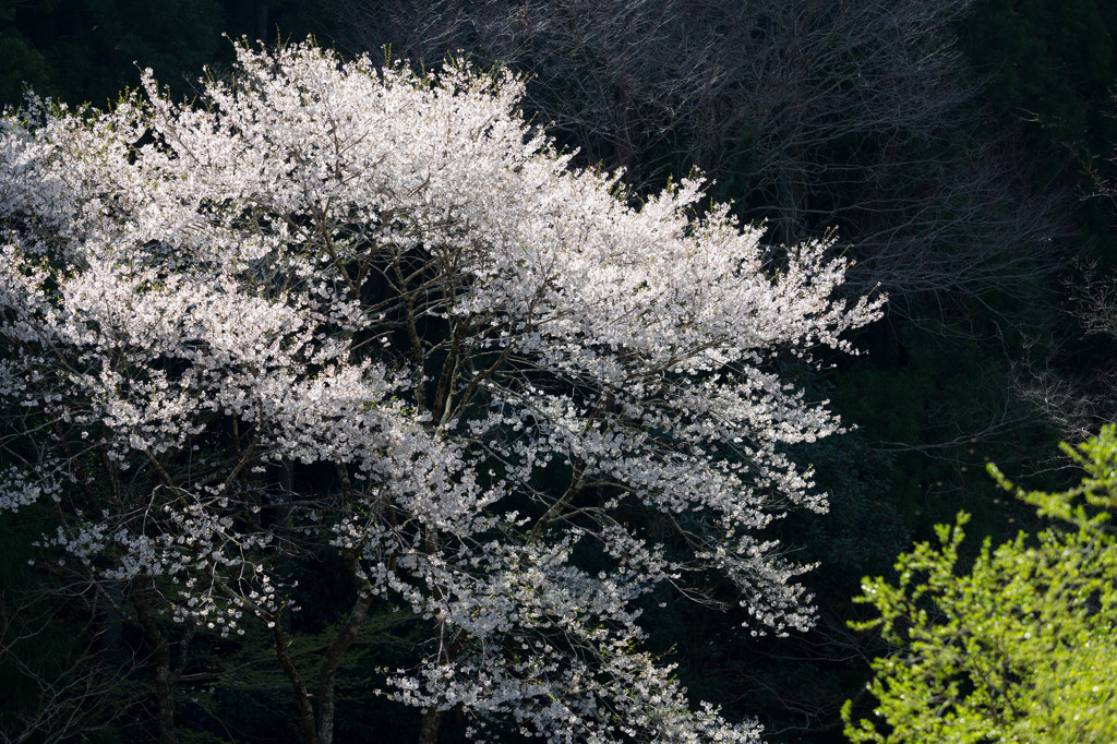一輪の花のごとく