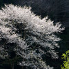 一輪の花のごとく