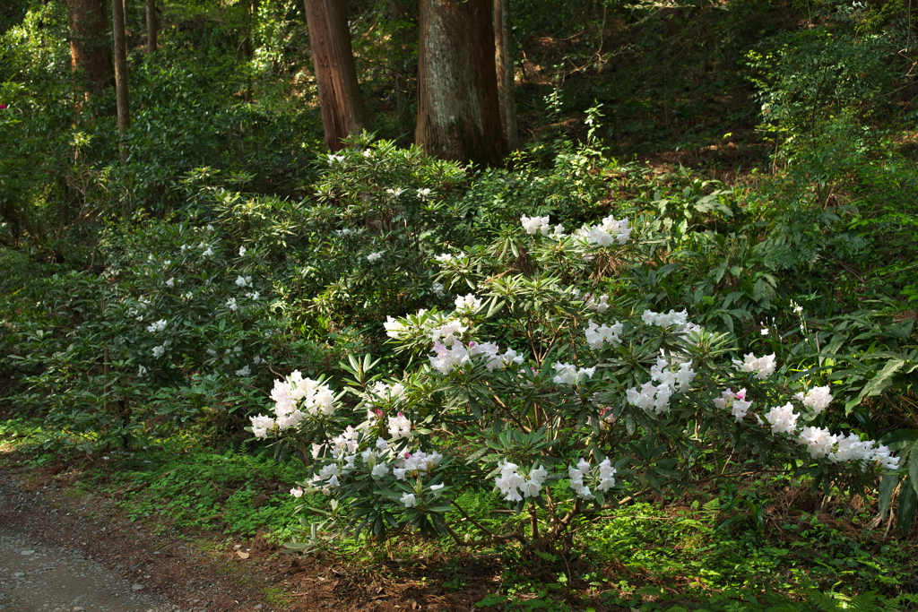 石楠花の咲く森