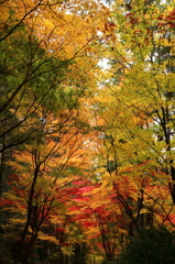 紅葉のトンネル