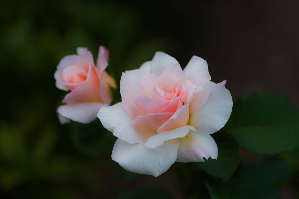 autumn rose