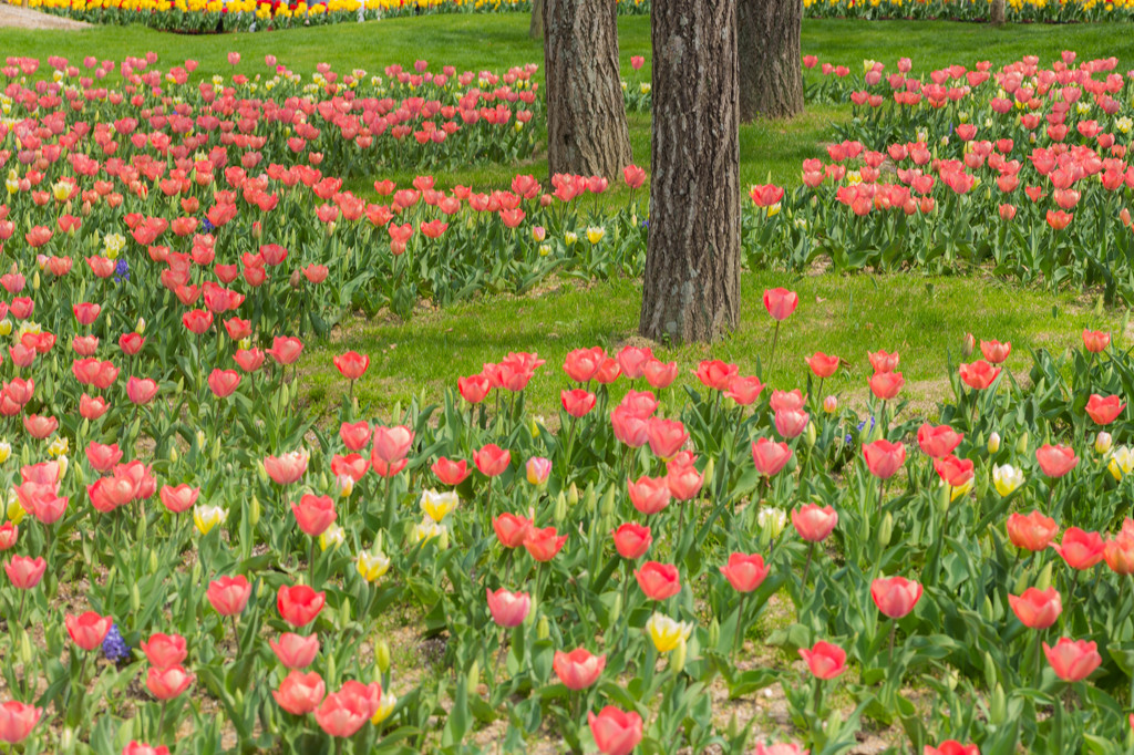 昼下がりの公園にて