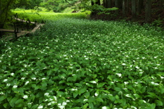 深緑の森へ