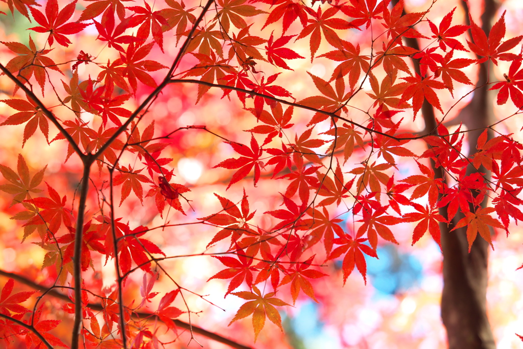 紅く