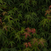 RED TO GREEN