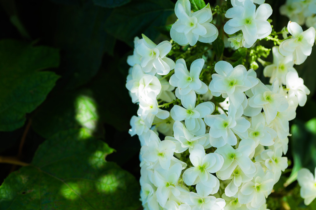 white bloom