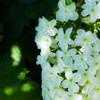 white bloom