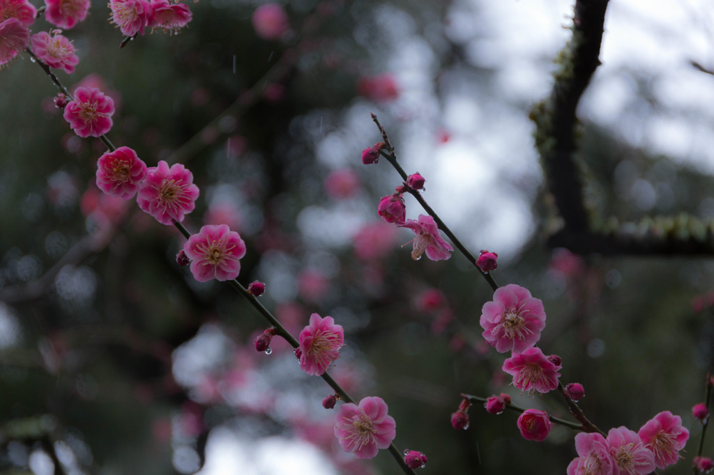 雨中の彩り