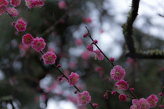 雨中の彩り
