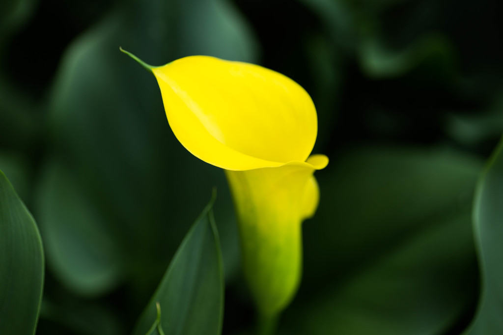 yellow&green