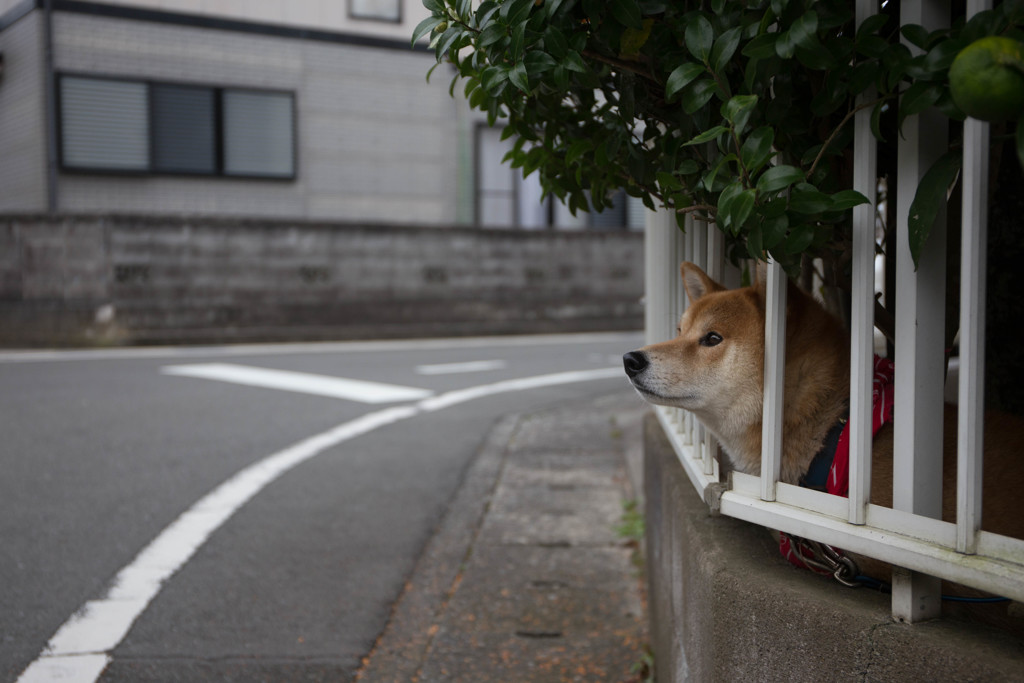 なんだか、いつもとちがって見える景色