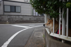なんだか、いつもとちがって見える景色