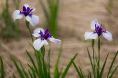 three daughters