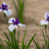 three daughters