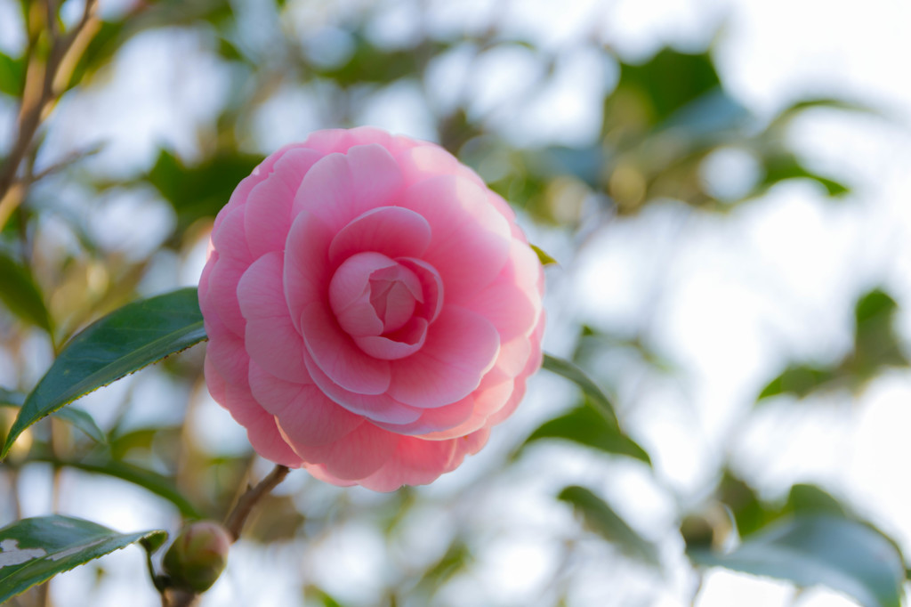 ひと花