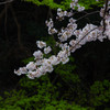 音のない森