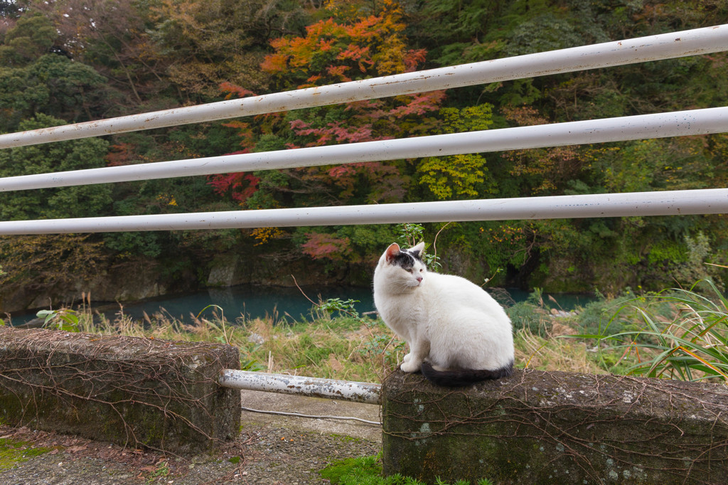猫と渓谷