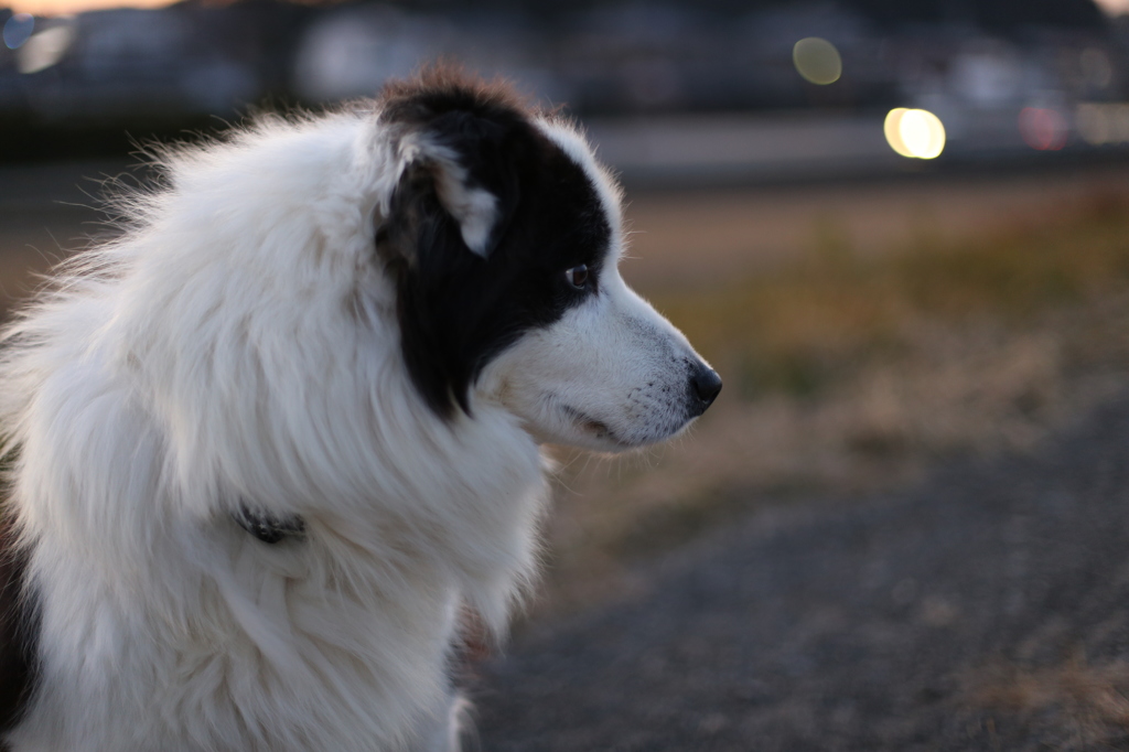 愛犬シュウ　夕暮れになにを思う?