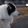 愛犬シュウ　夕暮れになにを思う?