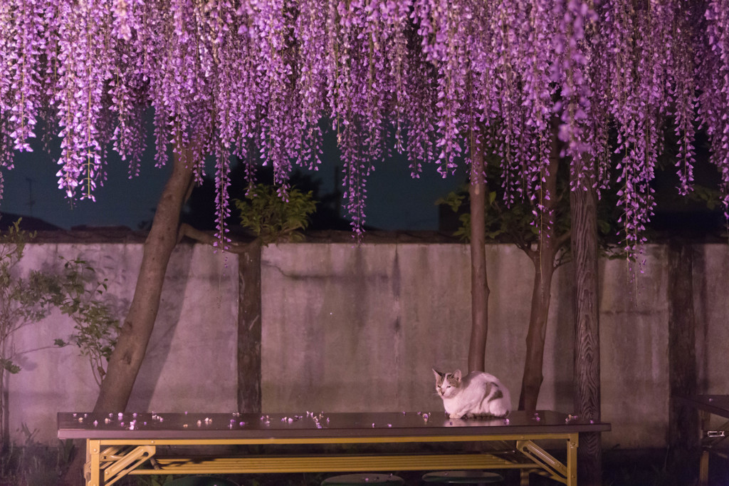 夜藤のお花見