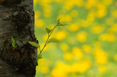 green on yellow-green