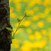 green on yellow-green